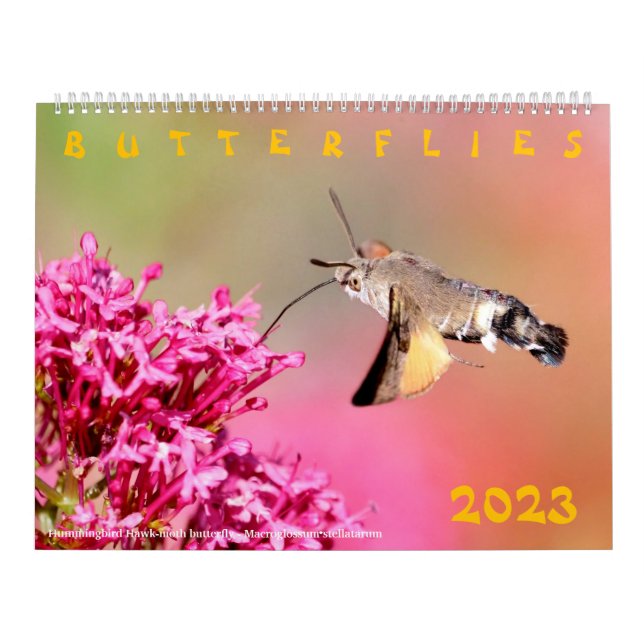Various butterflies for calendar 2023 (Cover)