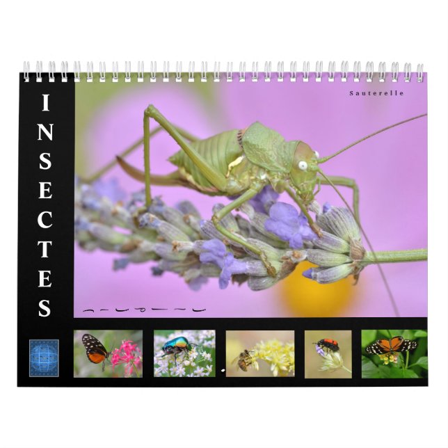 Various insects 12 month calendar (Cover)