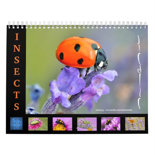Various insects for calendar (Cover)