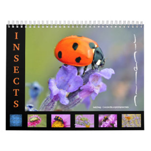 Various insects for calendar