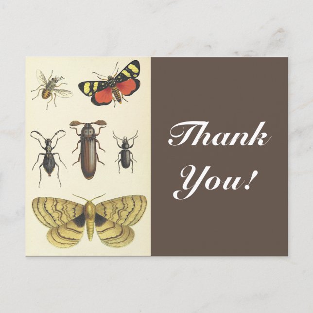 Various Insects + "Thank You!", Vintage Look Postcard (Front)