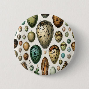Various kinds of Egg Scientific Illustration 2 Inch Round Button