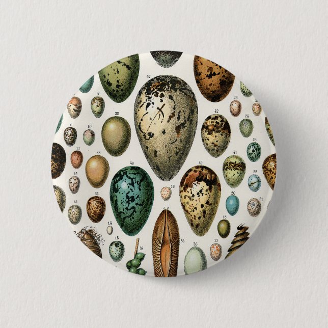 Various kinds of Egg Scientific Illustration 2 Inch Round Button (Front)