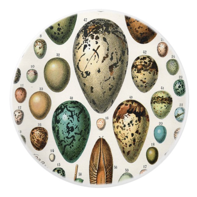 Various kinds of Egg Scientific Illustration Ceramic Knob (Front)