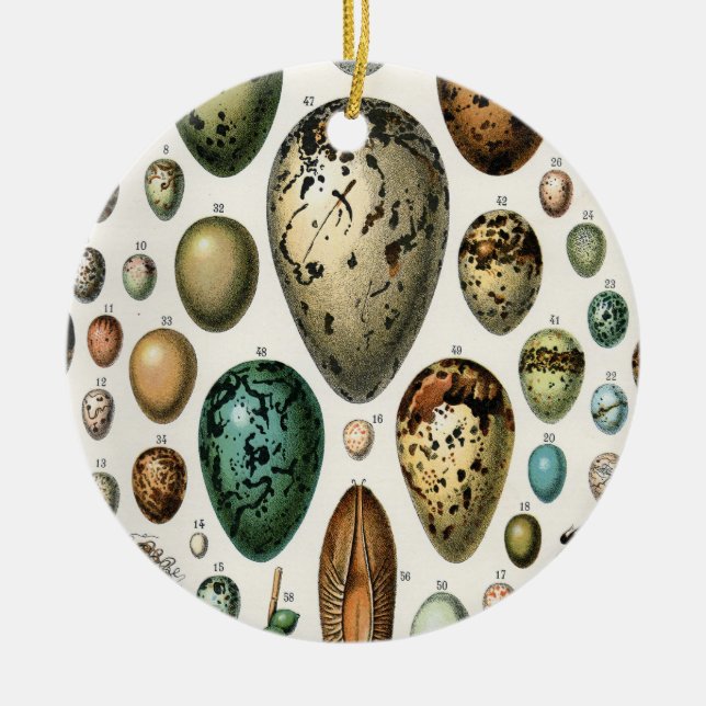 Various kinds of Egg Scientific Illustration Ceramic Ornament (Front)