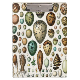 Various kinds of Egg Scientific Illustration Clipboard