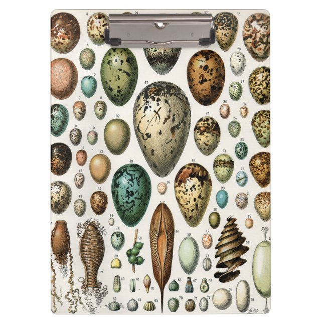Various kinds of Egg Scientific Illustration Clipboard (Front)