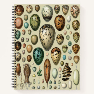 Various kinds of Egg Scientific Illustration Notebook