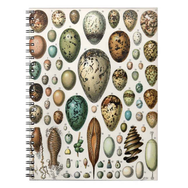 Various kinds of Egg Scientific Illustration Notebook (Front)
