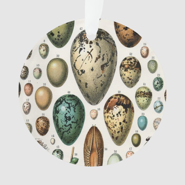 Various kinds of Egg Scientific Illustration Ornament (Front)