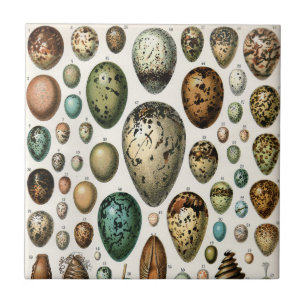 Various kinds of Egg Scientific Illustration Tile