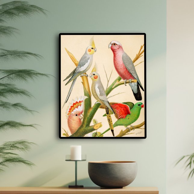 Various parakeets poster (Creator Uploaded)