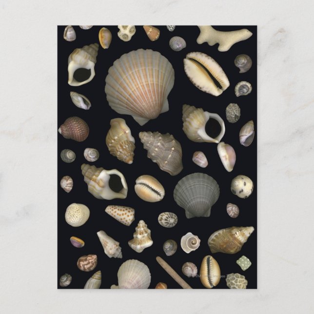 Various sea shells postcard (Front)