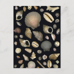 Various sea shells postcard