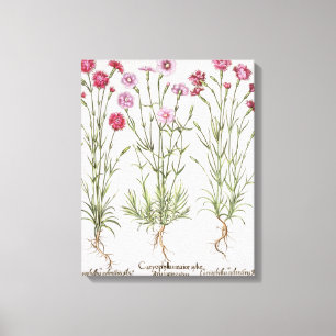 Various varieties of Dianthus, from the 'Hortus Ey Canvas Print