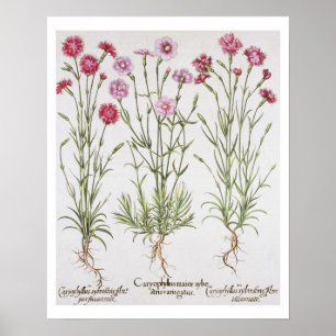 Various varieties of Dianthus, from the 'Hortus Ey Poster