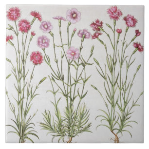 Various varieties of Dianthus, from the 'Hortus Ey Tile