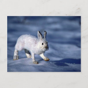 Varying Hare/Snowshoe Rabbit on open snow Postcard