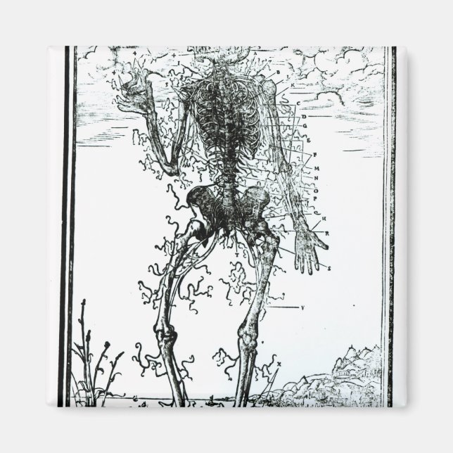 Vascular System of the Body Magnet (Front)