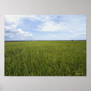 vast open rice fields poster