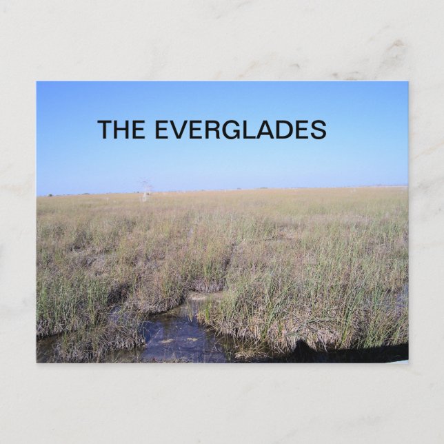 VASTNESS OF THE EVERGLADES POSTCARD (Front)