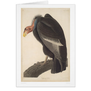 Vautour d'Audubon la Californie (2609A)