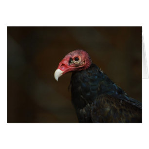 Vautour de Turquie