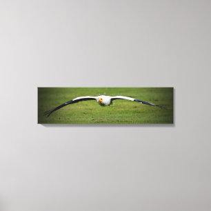 Vautour égyptien Closeup Panoramique toile Imprime