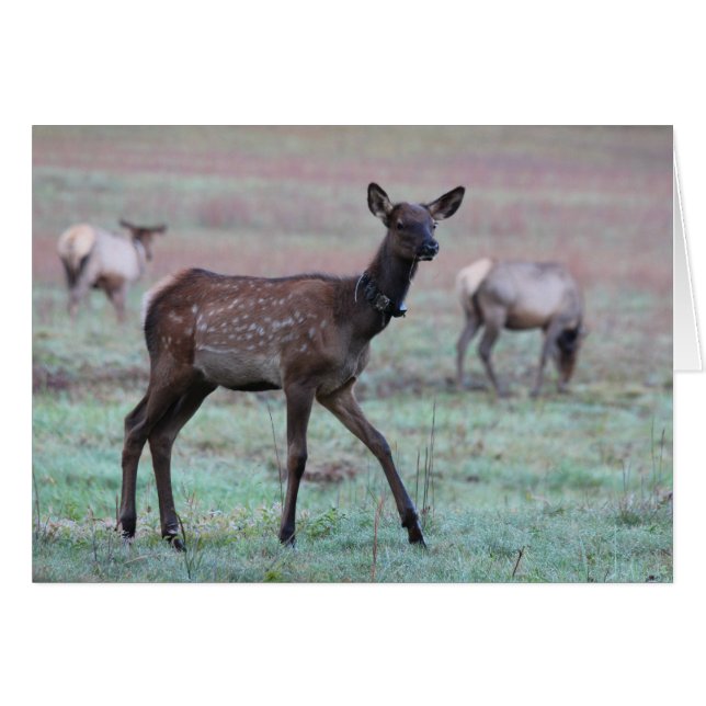 Veau d'élans (Devant horizontal)