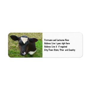 Veau mignon de vache laitière
