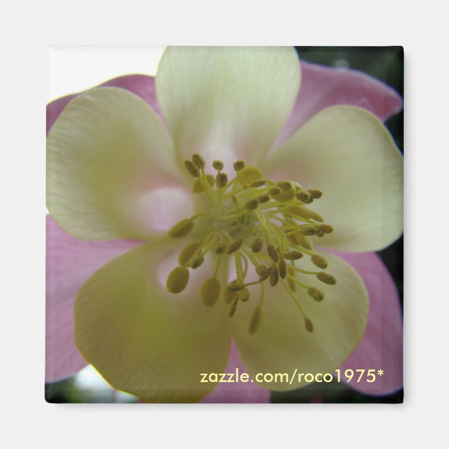 veduta magnet (Front)