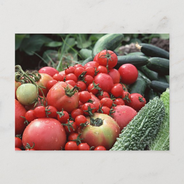Vegetables 4 postcard (Front)