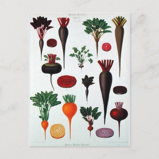Vegetales - Bénary Postcard (Front)