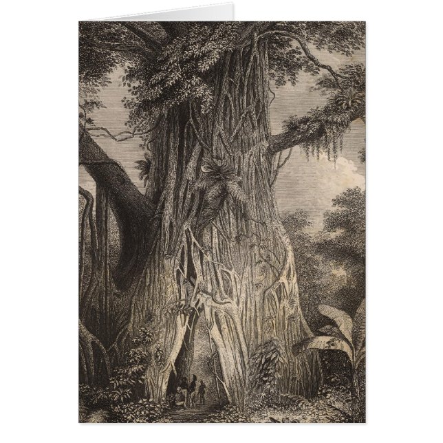 Végétation à Samoa (Devant)