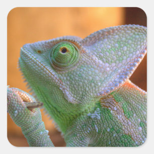 Veiled Chameleon Square Sticker