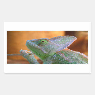 Veiled Chameleon Sticker