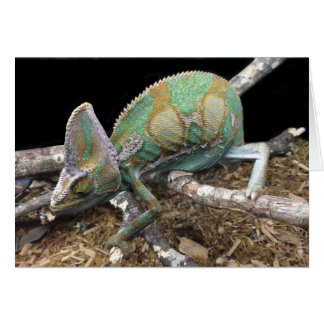 Veiled Chameleon – The Ultimate Conehead
