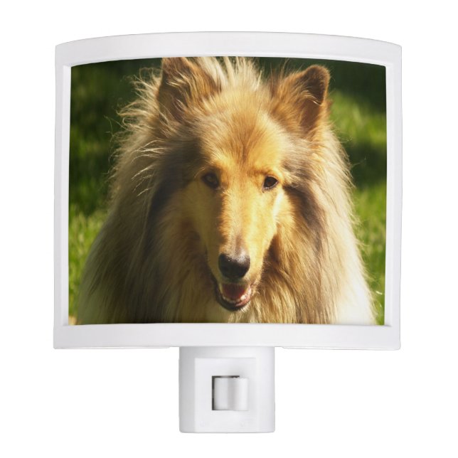 Veilleuse Chien de colley (Devant)