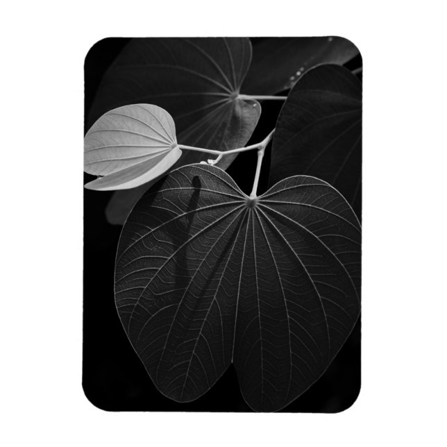 Veins of a Leaf Magnet (Vertical)