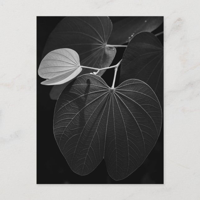 Veins of a Leaf Postcard (Front)