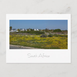Velddrif West Coast Wild Flowers South Africa SA Postcard