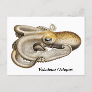 Velodona octopus (1898-1899) postcard