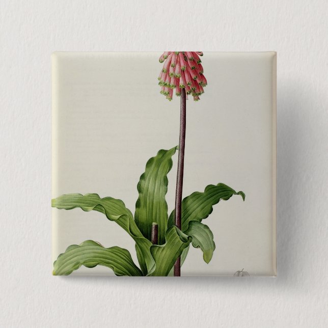 Veltheimia Capensis, from `Les Liliacees', c.1805 2 Inch Square Button (Front)