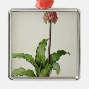 Veltheimia Capensis, from `Les Liliacees', c.1805 Metal Ornament