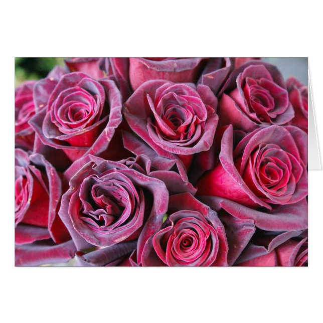 Velvet Beauty (Front Horizontal)