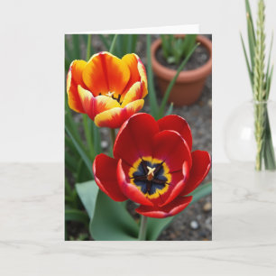 Velvet Blossom Birthday Card