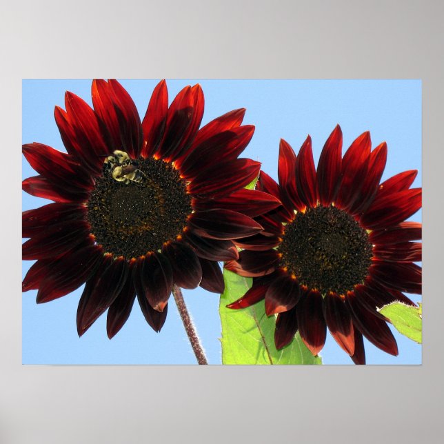 Velvet Queen Sunflowers Poster (Front)