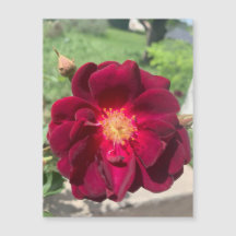Velvet Rose Magnet