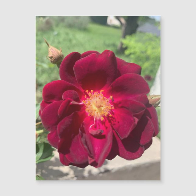 Velvet Rose Magnet (Front)