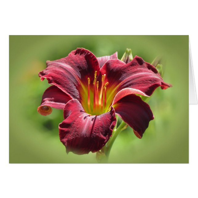 Velvet Vision - Ed Murray Daylily (Devant horizontal)